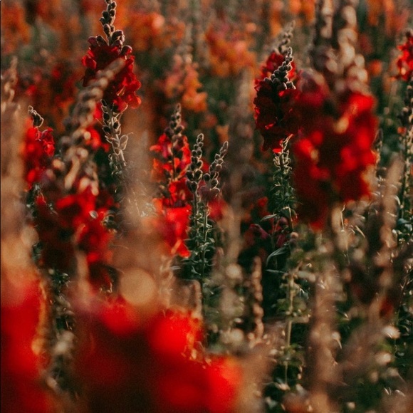 Meet your Posher, Morgan - Picture 1 of 1